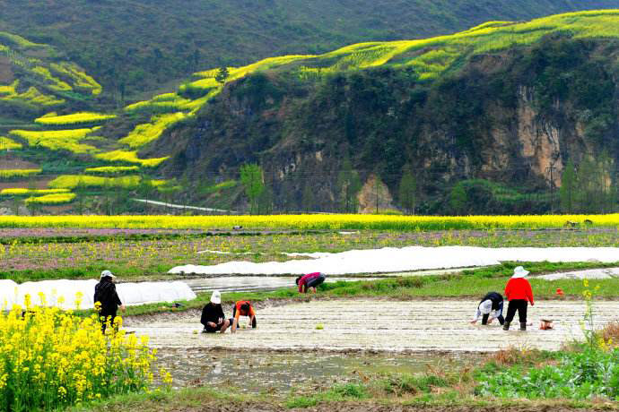 春種場(chǎng)景