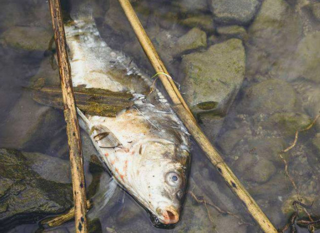圖為水資源污染導致生物死亡