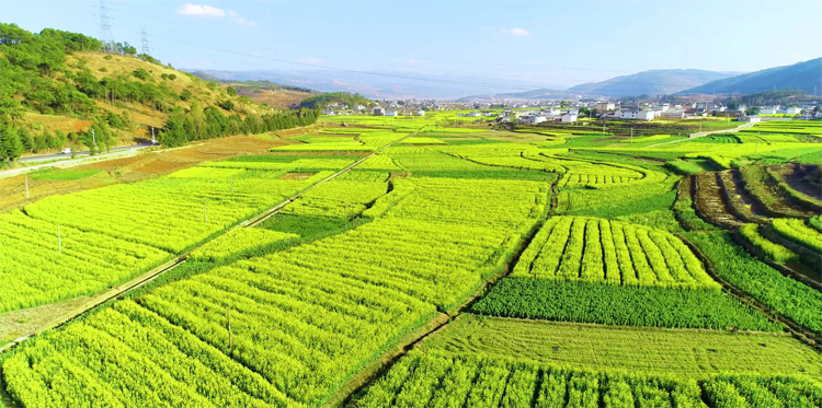水溶肥消泡劑
