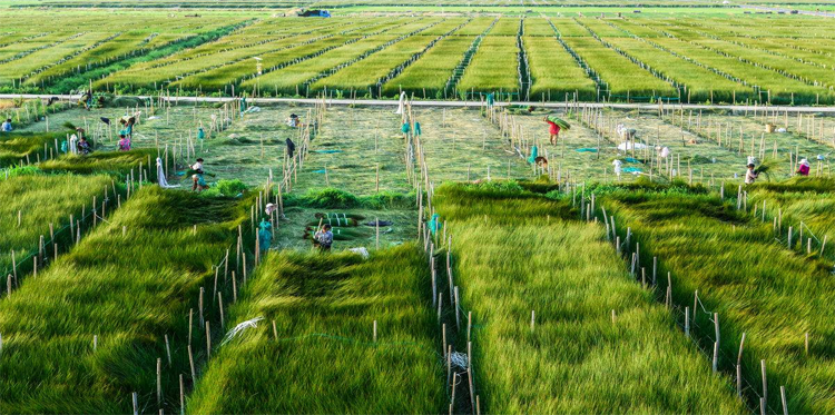 草銨膦消泡劑
