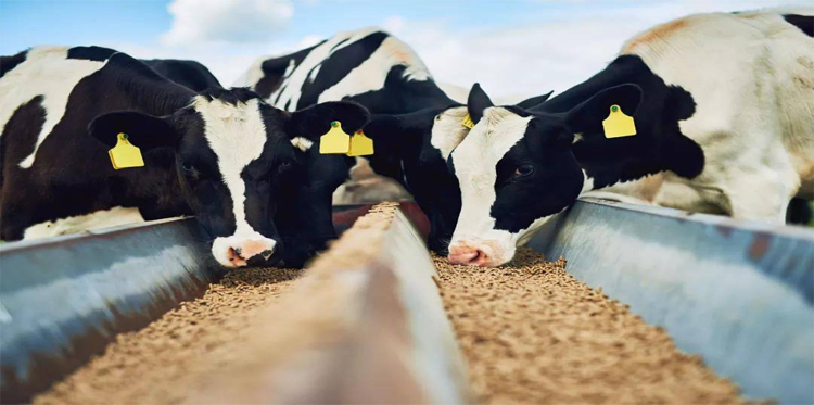 飼料消泡劑